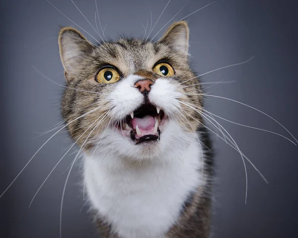 Tabby white cat looking up meowing — Stock Photo, Image