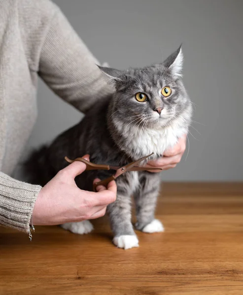 Propriétaire d'animal toilettage animal de compagnie coupe fourrure avec ciseaux — Photo