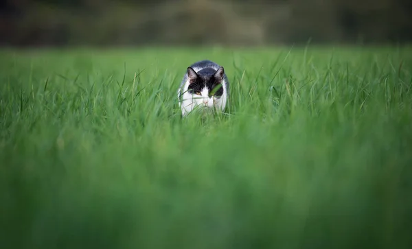 Gatto bianco e nero che cammina verso la fotocamera in erba alta — Foto Stock