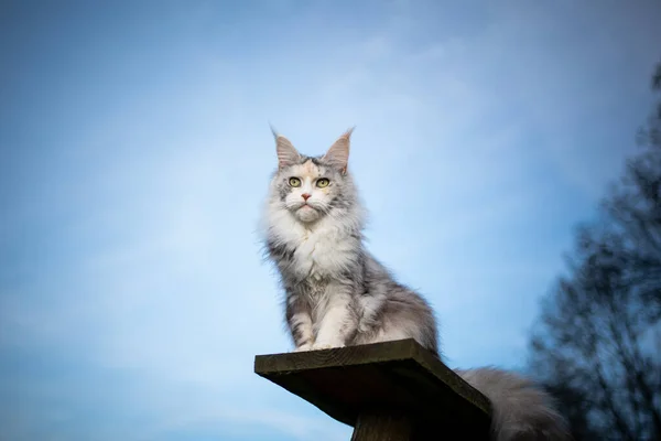 Maine Coon Katze auf erhöhtem Aussichtspunkt im Freien — Stockfoto