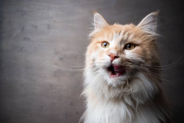 krem rengi beyaz uzun saçlı kedi portresi