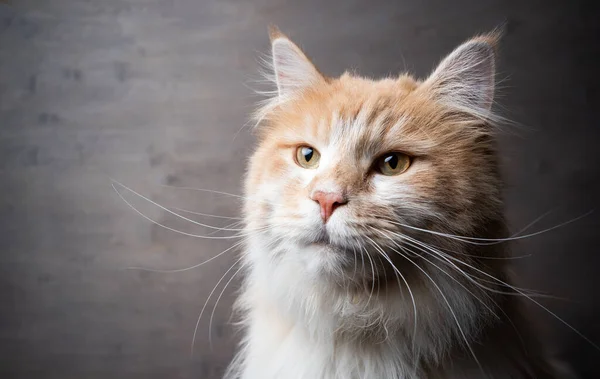 Krem kolorowy biały długowłosy kot portret — Zdjęcie stockowe