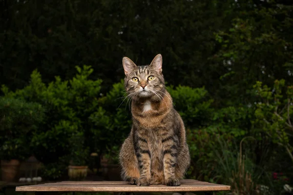Таббі кіт сидить на столі на відкритому повітрі в саду — стокове фото