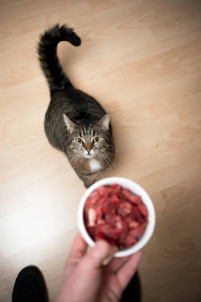 Rohe Fütterung gestromte Katze mit Rindfleisch — Stockfoto