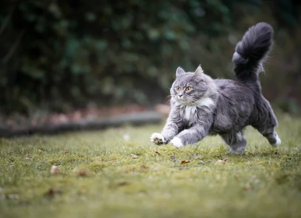 fluffy cat running in the back yard