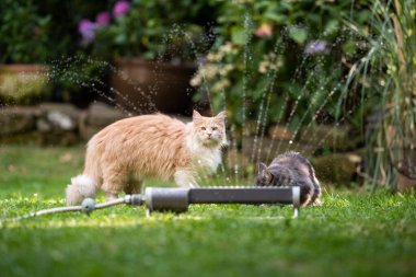 Maine Rakun Kedisi Su serpintisini merak ediyor