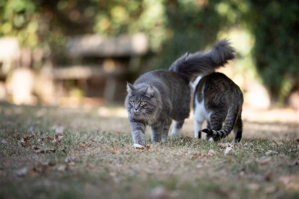 마당에 있는 두 마리의 다른 고양이들 — 스톡 사진