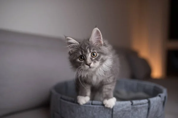 Lindo peludo gris gatito en cama de mascotas — Foto de Stock