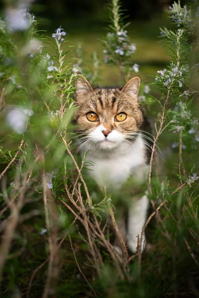 Tabby белый кот среди цветущих кустов розмарина — стоковое фото