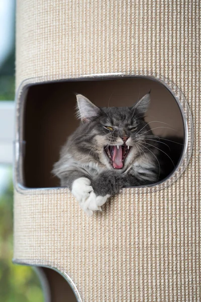 tired cat resting in scratching barrel yawning