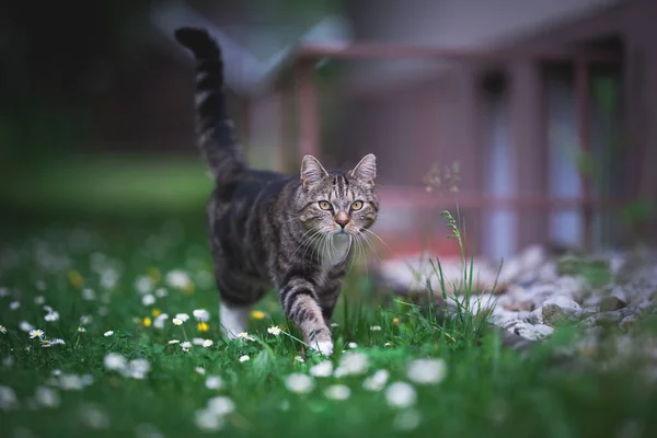 Cat walking on lawn with daisies — Stock Photo, Image