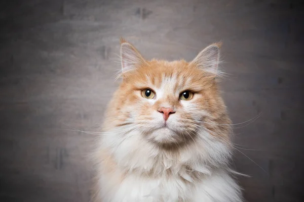 Creme colorido branco longhair gato retrato — Fotografia de Stock