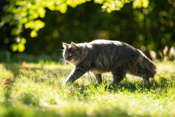 side view cat walking on meadow in sunlight