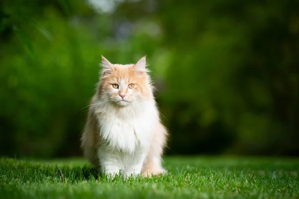 Hermosa crema de color blanco maine coon gato en verde naturaleza — Foto de Stock