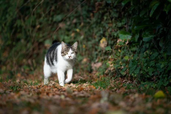 Tabby gatto bianco camminando sulle foglie autunnali — Foto Stock