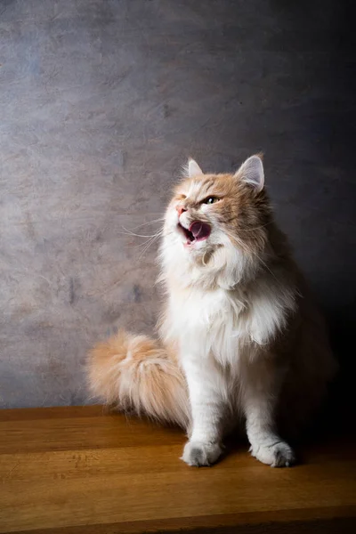 Grädde färgat vitt longhair katt porträtt med kopia utrymme — Stockfoto