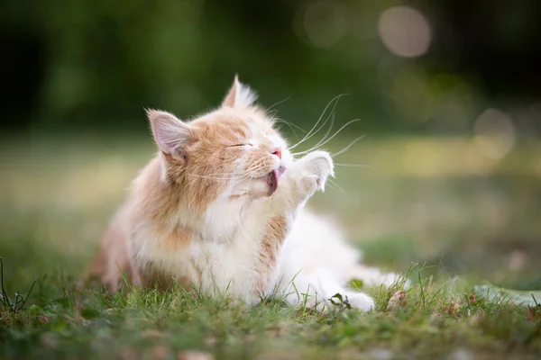 Кремовий колір довгошерстого кота, що доглядає хутро на відкритому повітрі — стокове фото