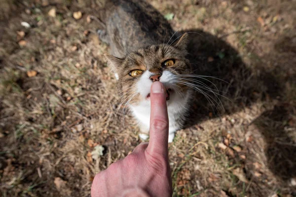 Voederen kat likken vinger buiten — Stockfoto