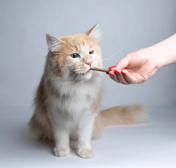 Mão alimentação creme colorido branco maine casulo gato com lanche — Fotografia de Stock