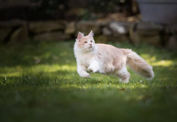Jogar maine casulo gato ao ar livre correndo na grama — Fotografia de Stock