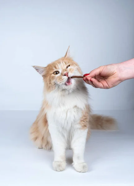 Handfütterung cremefarbene weiße Maine Coon Katze mit Snack — Stockfoto