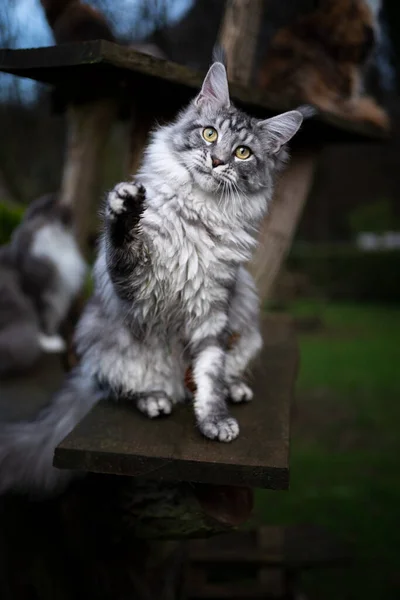 Hrající stříbrný tabby maine mýval kočka na kočičí strom — Stock fotografie