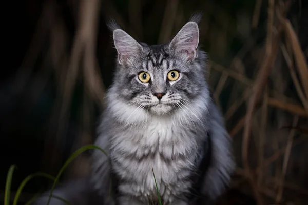 Silver tabby maine coon cat outdoors at night — Stock Photo, Image