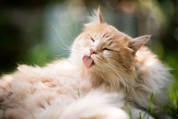 Grädde färgad longhair katt grooming slickar päls — Stockfoto
