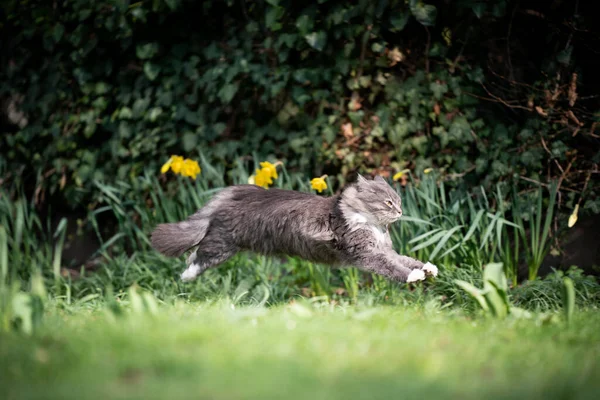 Maine Coon Katze läuft draußen im Garten — Stockfoto