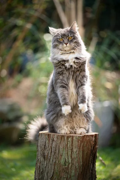 ミーアキャットのポーズをするメイン・カヌー猫 — ストック写真