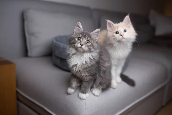 Zwei unterschiedlich gefärbte Maine Coon Kätzchen auf dem Sofa — Stockfoto