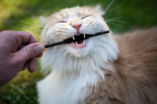 Maine coon kat kauwen op stok tonen tanden — Stockfoto