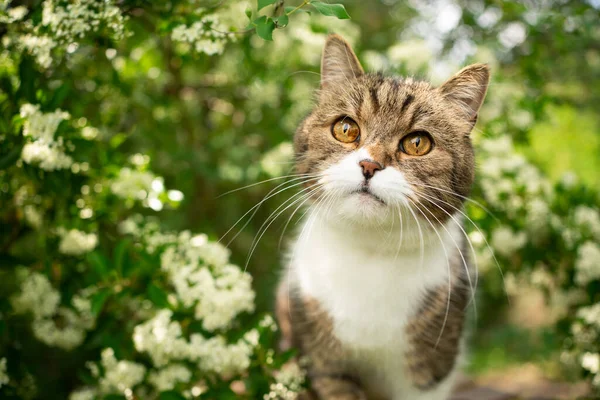 Bonito tabby branco gato na natureza retrato — Fotografia de Stock