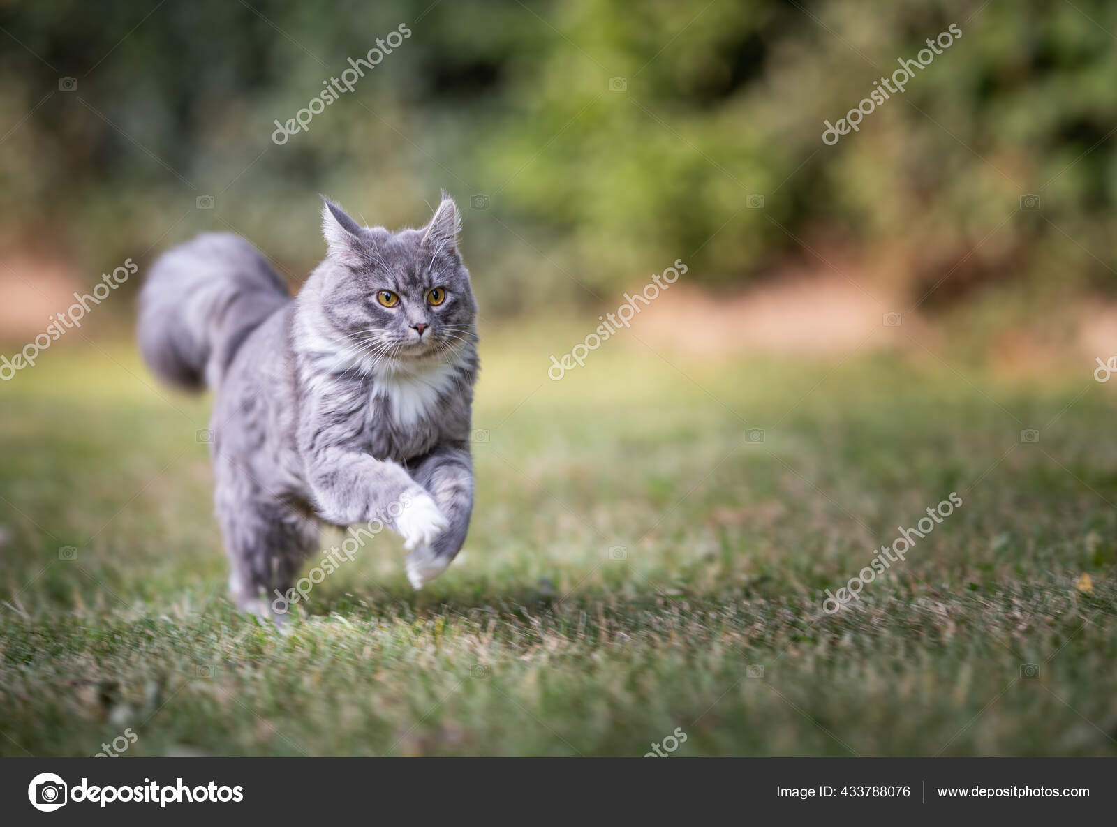 Gray maine coon cat running fast in the back yard — Stock Photo