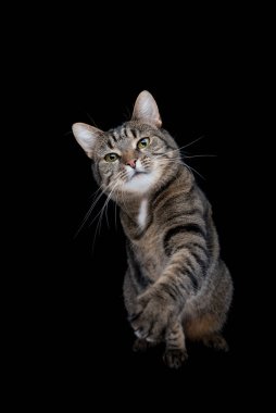 Tekir kedi siyah arkaplanda patisini kaldırıyor
