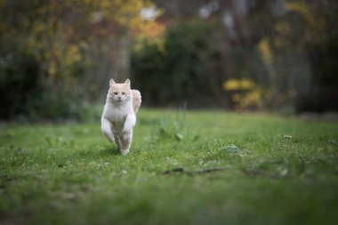 Genç oyuncu kedi çimenlerde koşuyor.