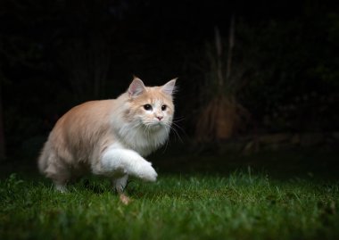 cream colored maine coon cat hunting at night clipart