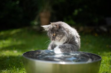 Meraklı kedi kasede suyla oynuyor.
