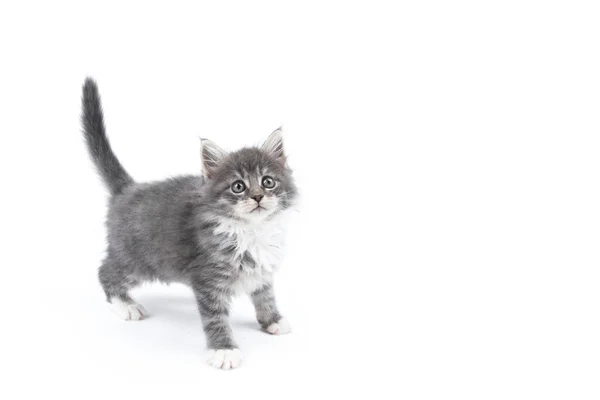 8 vecka gammal söt mynta kattunge på vit bakgrund — Stockfoto