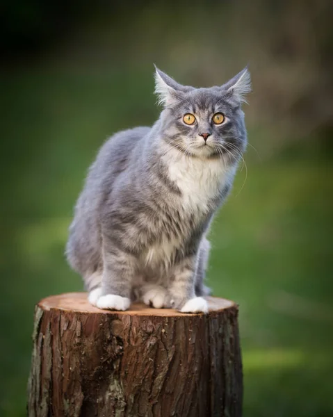 かわいいメーン・カン猫が木の切り株に座って — ストック写真