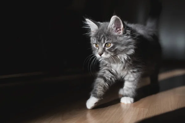 Cinza tabby maine casulo gatinho andando à luz do sol — Fotografia de Stock