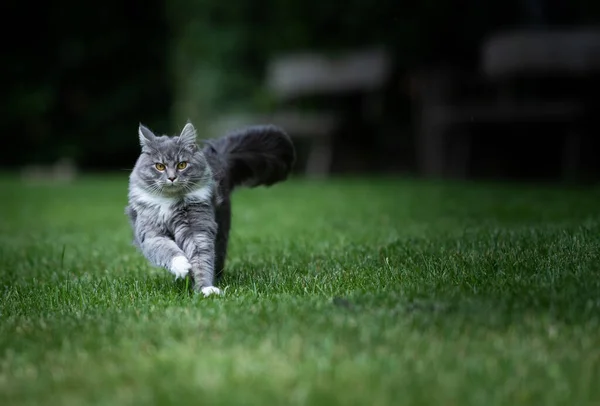 Hravý šedý bílý tabby maine mýval kočka na zeleném trávníku — Stock fotografie