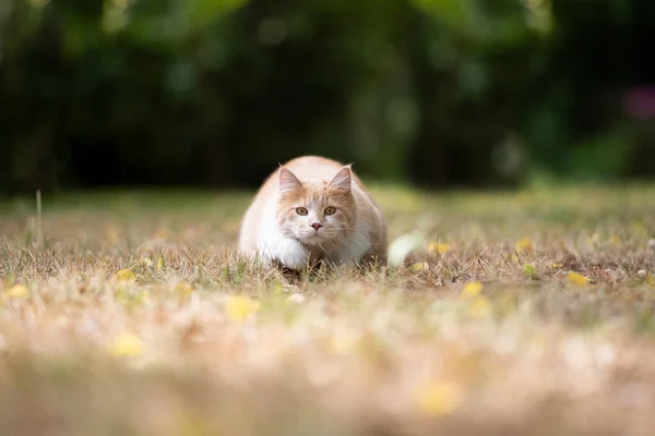 Μπεζ maine ρακούν κυνήγι γάτα σε εξωτερικούς χώρους — Φωτογραφία Αρχείου