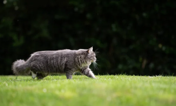 Sideview puszysty maine coon kot spacery na trawniku — Zdjęcie stockowe