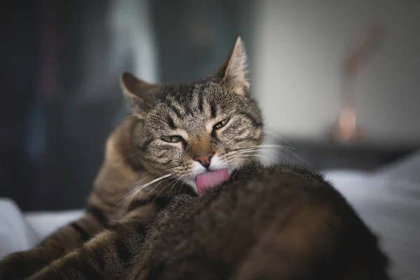 Tabby gatto governare leccare pelliccia — Foto Stock