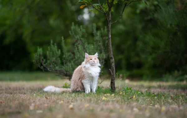 Smetanové barvy maine mýval kočka sedí v zahradě vedle malého stromu — Stock fotografie