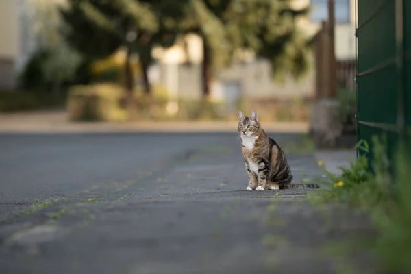 Hauskatze sitzt auf Gehweg — Stockfoto