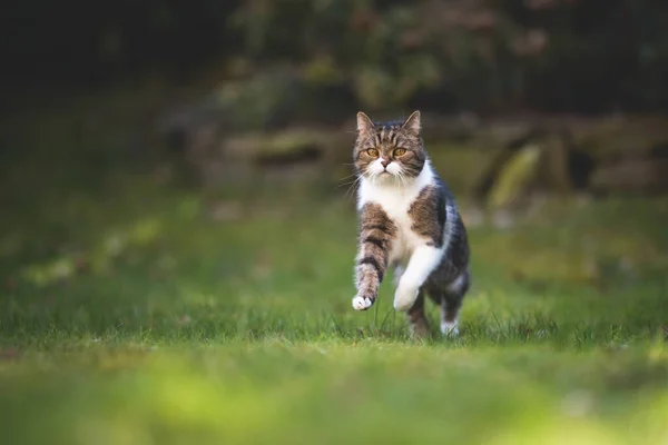 Verspielte Katze läuft auf Rasen — Stockfoto