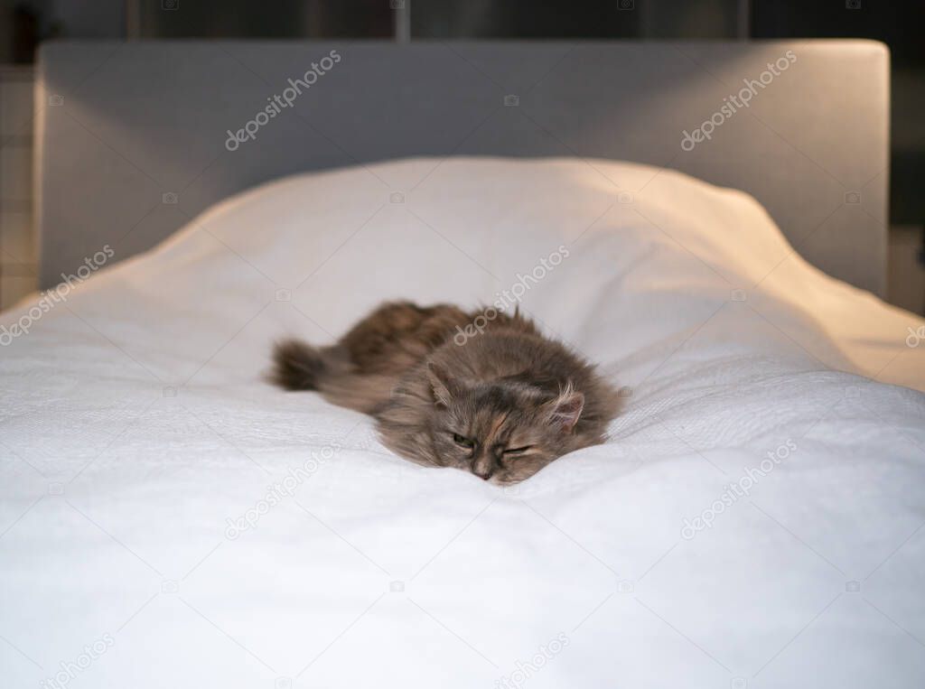 tired cat sleeping on pet owners bed