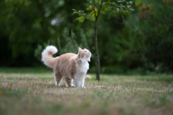 Neugierige cremefarbene weiße Maine Coon Katze schaut in den Himmel — Stockfoto